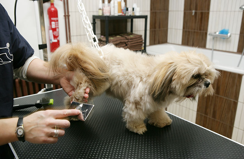 Dog Grooming Tricks Of The Trade Dog Grooming Tricks Of The Trade