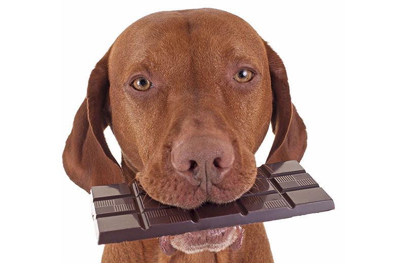 dangerous foods for dogs 7 dangerous foods for dogs centre of excellence dangerous foods for dogs 7 dangerous foods for dogs centre of excellence