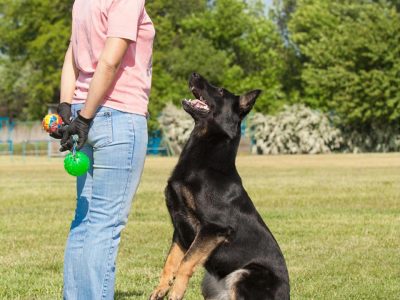 pets training