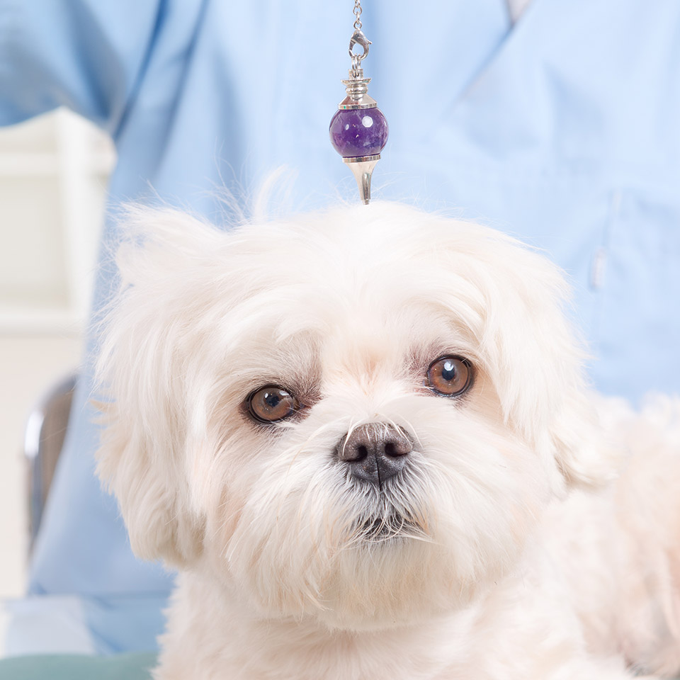 Crystal Healing for Animals Diploma Course Centre of Excellence