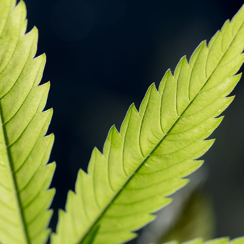 Psychotropic Plants Diploma Course Centre of Excellence