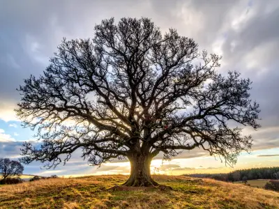 Tree Symbolism: What is the Spiritual Meaning of Trees?