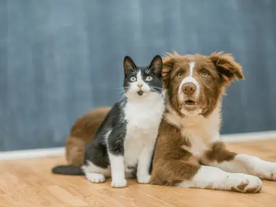 Which Dog Breeds Are Good With Cats?