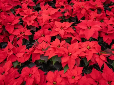 Types of Red Flowers and Their Names (With Pictures)