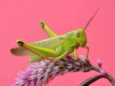 Grasshopper Symbolism: What is the Spiritual Meaning of Grasshoppers?
