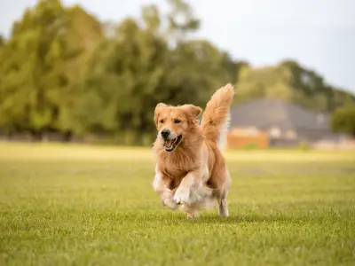 Dog Symbolism: What is The Spiritual Meaning of Dogs?