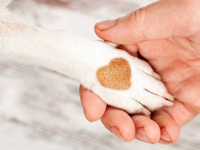Therapy Dogs: How They Can Help