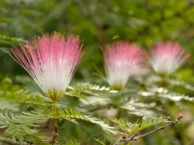 12 Natural Herbs to Ease Anxiety and Boost Your Mood