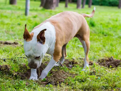How to Stop a Dog from Digging