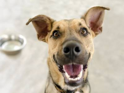 6 Foods Never To Give Your Dog – And Why!