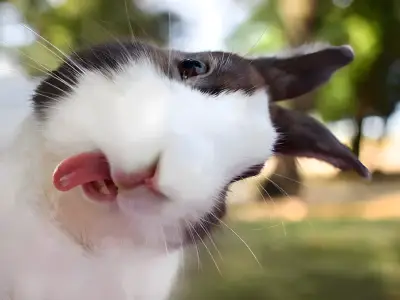 Year of The Rabbit: Traits, Compatibility & Personality