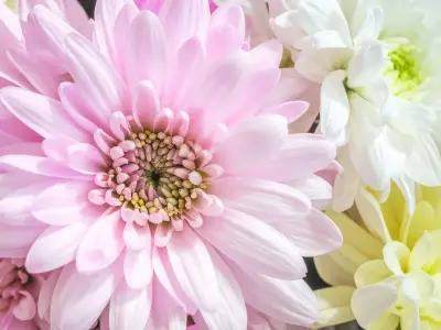 The November Birth Flower and Its Meaning