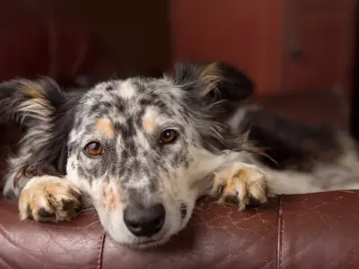 Welcoming a Shelter Dog Home: The First 24 Hours