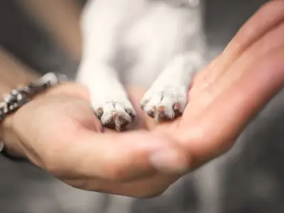 How to Teach a Dog to Give Paw