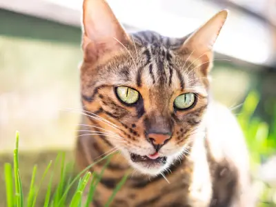 What Does Catnip Do to Cats and Is It Harmful?