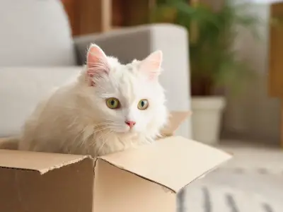 Why Do Cats Like Boxes?