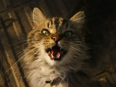 Why Does my Senior Cat Constantly Meow?