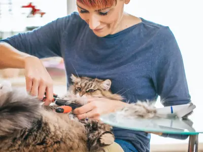 Why is My Cat's Fur Matted?