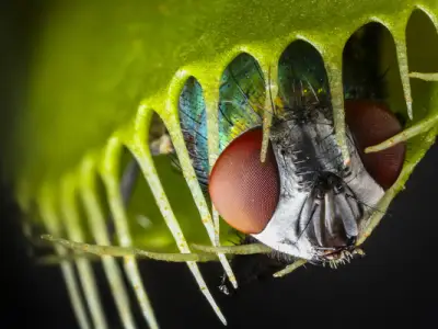 Facts about Carnivorous Plants: Nature’s Ingenious Predators