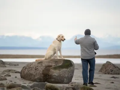 How to Teach Your Dog to Stay