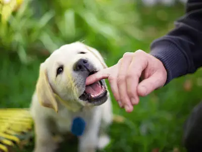 How to Train a Puppy Not to Jump and Bite