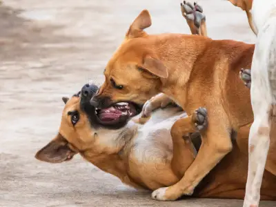 How to Help Dogs Get Along