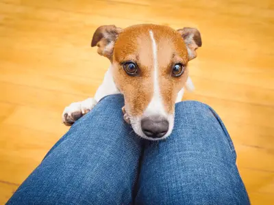 Why is My Dog So Clingy? Causes, Behaviour & How to Help