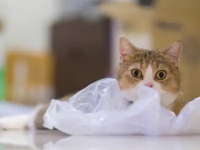 Why Does My Cat Eat Plastic?