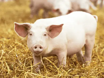 Pig Symbolism: What is The Spiritual Meaning of Pigs?