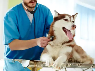 How to Keep Your Dog Calm at the Vet