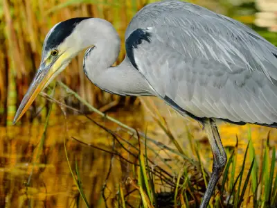 Heron Symbolism: What is the Spiritual Meaning of a Heron?