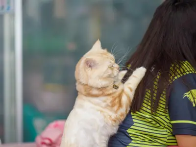 Why Does My Cat Eat Hair?
