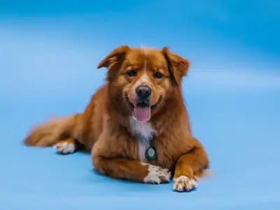 How to Train a Dog to Lie Down