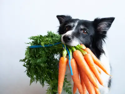 Is Raw Feeding Good For Dogs?