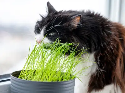 Why Does My Cat Eat Plants?