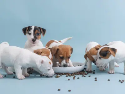 Switching Your Puppy to Adult Food – Everything You Need to Know