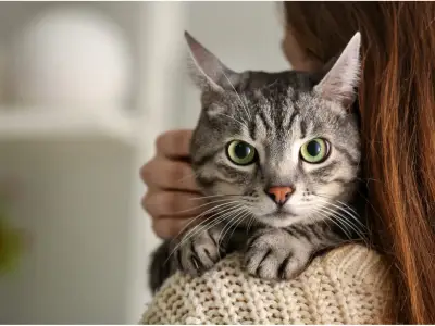 Which Cat Breeds Live the Longest?