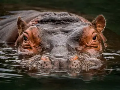 Hippo Symbolism: What is the Spiritual Meaning of a Hippo?