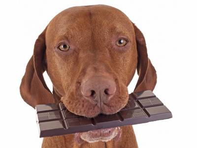 7 Dangerous Foods For Dogs