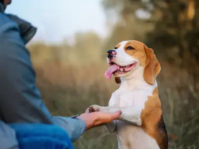 How Studying Canine Behaviour Helped Sam Save a Dog’s Life