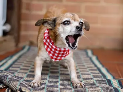 How to Train a Reactive Dog