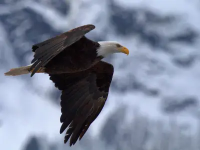 Eagle Symbolism: What is the Spiritual Meaning of Eagles?
