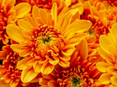 Types of Orange Flowers and Their Names