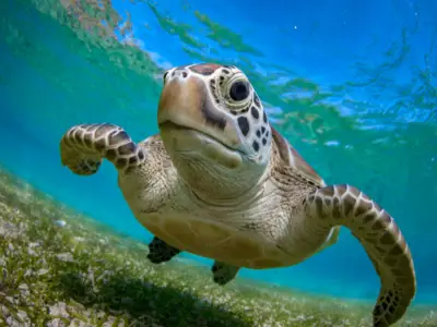 Turtle Symbolism: What is the Spiritual Meaning of a Turtle?