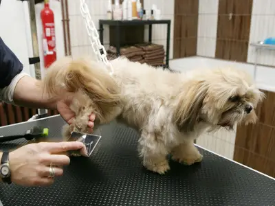How to be a Professional Dog Groomer: Training, Qualifications, and Starting a Business