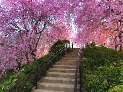 What Do Cherry Blossoms Symbolise in Japanese Culture?