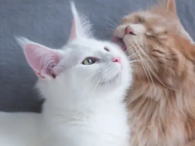 How to Tell if Cats Are Bonded