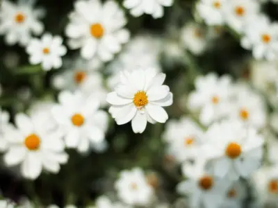 Types of White Flowers and Their Names (With Pictures)