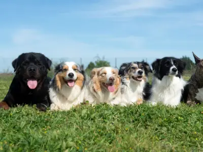 Which Dog Breeds Are the Least Aggressive?