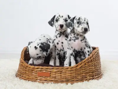 Which Dog Breeds Are Lower Maintenance?